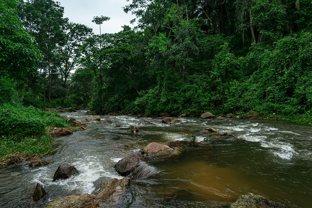 The Kohora river running through dense green forest in Assam, India