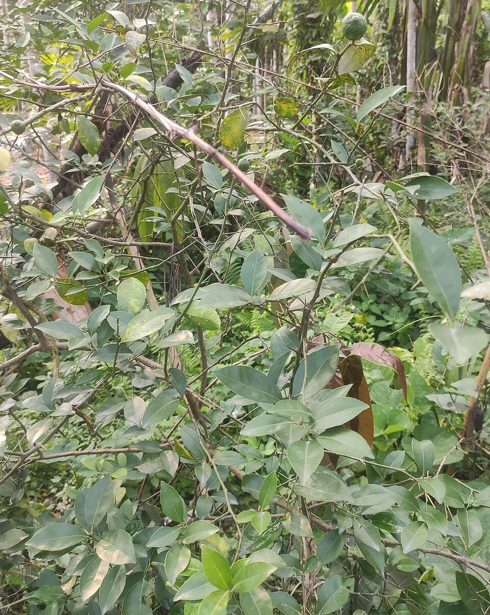 An Assam lemon grove: thorny nemu branches heavy with green fruit