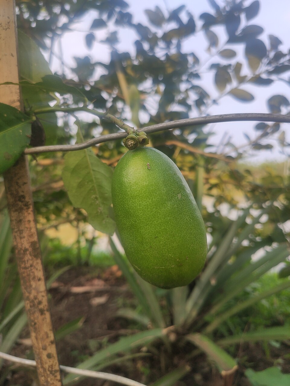 A single green kaji nemu lemon ripening on the branch